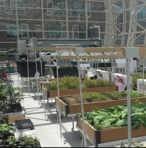Loyola's Ecodome, a 3,100 square foot greenhouse, is used in sustainable food systems research projects as well as urban agriculture production. [SOURCE: Loyola University Chicago]