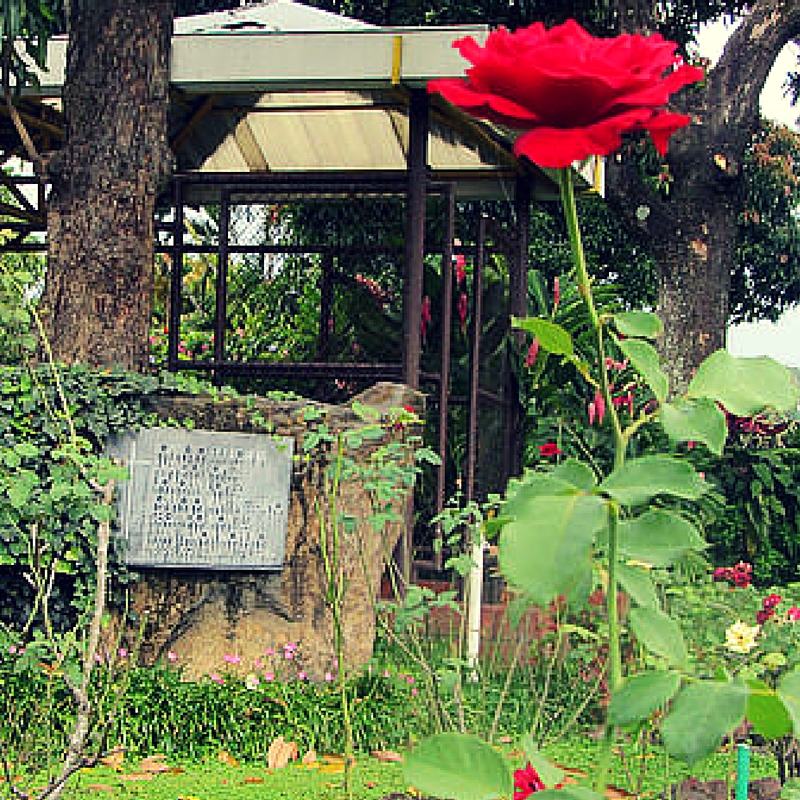 uca-martyrs-rose-garden