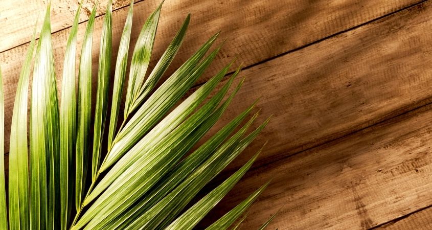 Palm Sunday, compassionate solidarity
