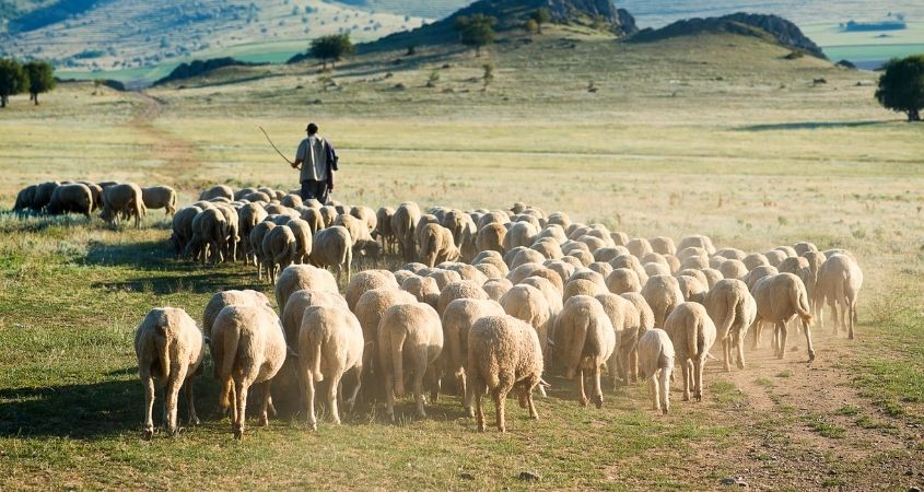 Journeying as Shepherd in Troubled Times